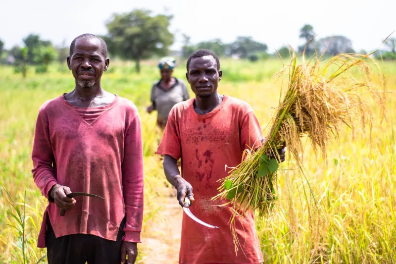 From Cotton Fields to Cashew Orchards: A Practical Guide for American Entrepreneurs Entering Benin's Agricultural Sector